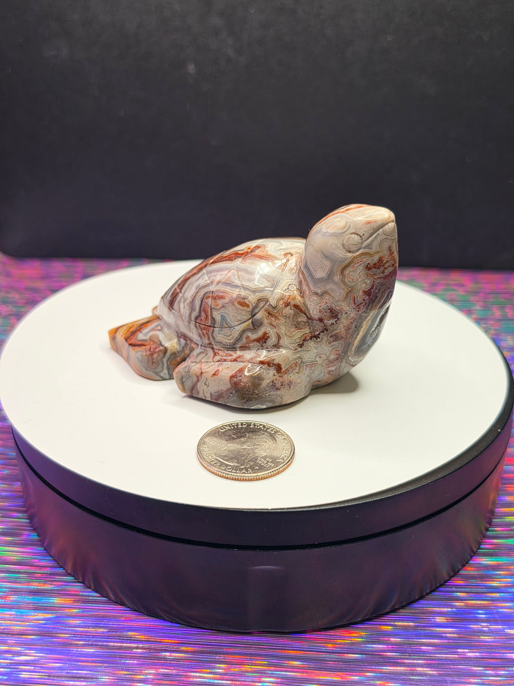 Crazy Lace Agate Turtle A