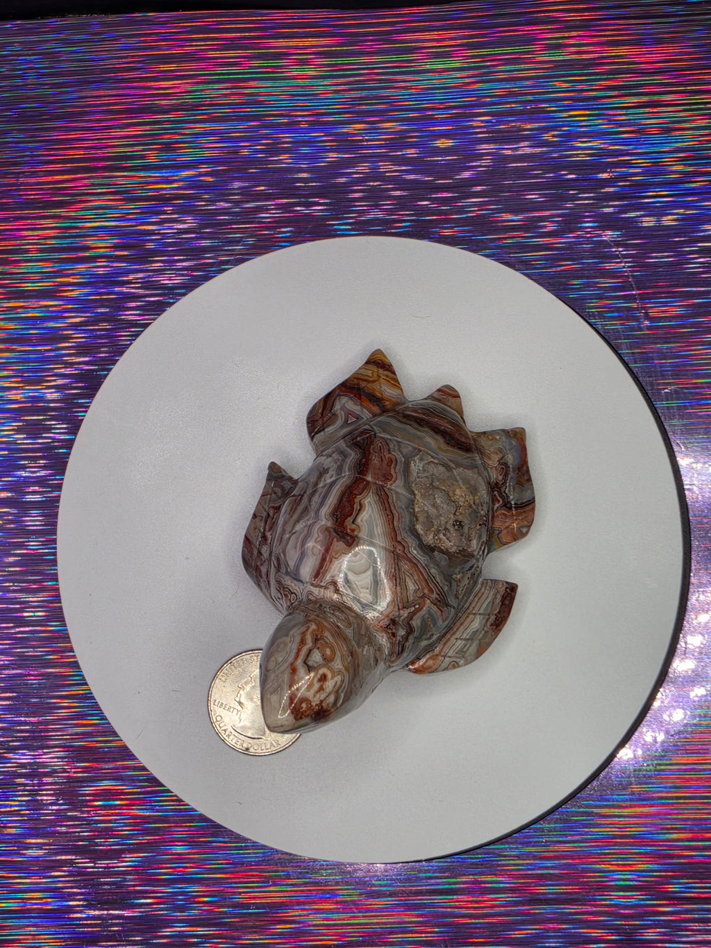 Crazy Lace Agate Turtle A