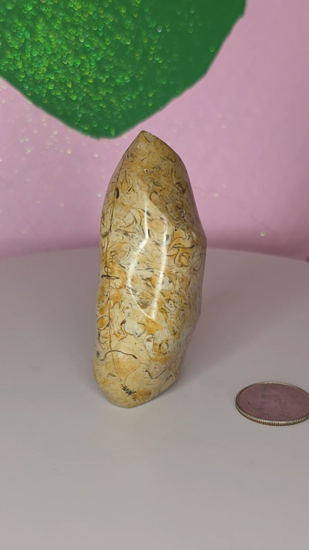 Turritella Jasper Flame A