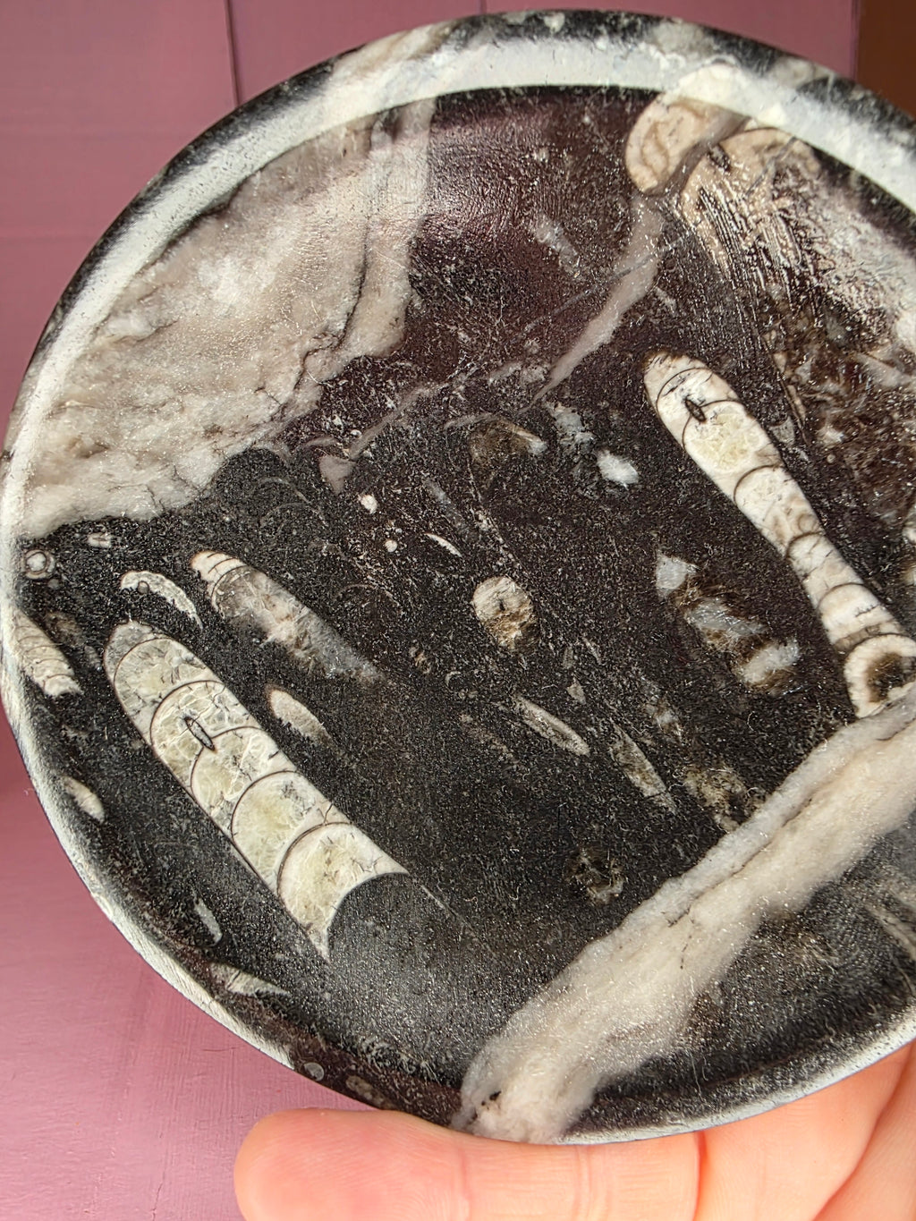 Orthoceras Fossil Bowl