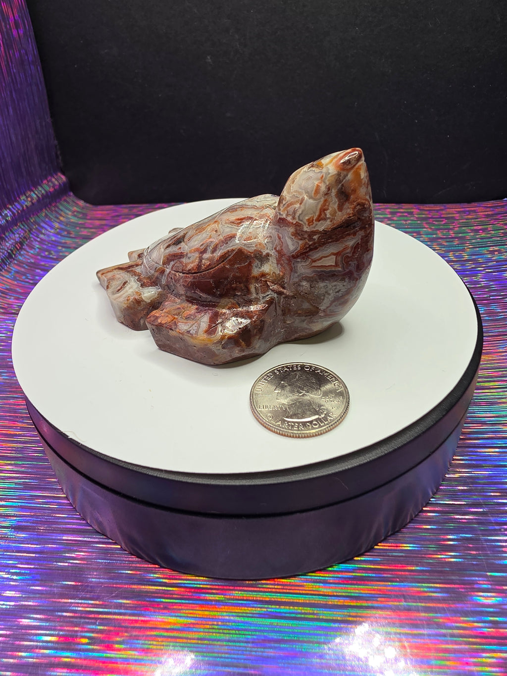 Crazy Lace Agate Turtle B