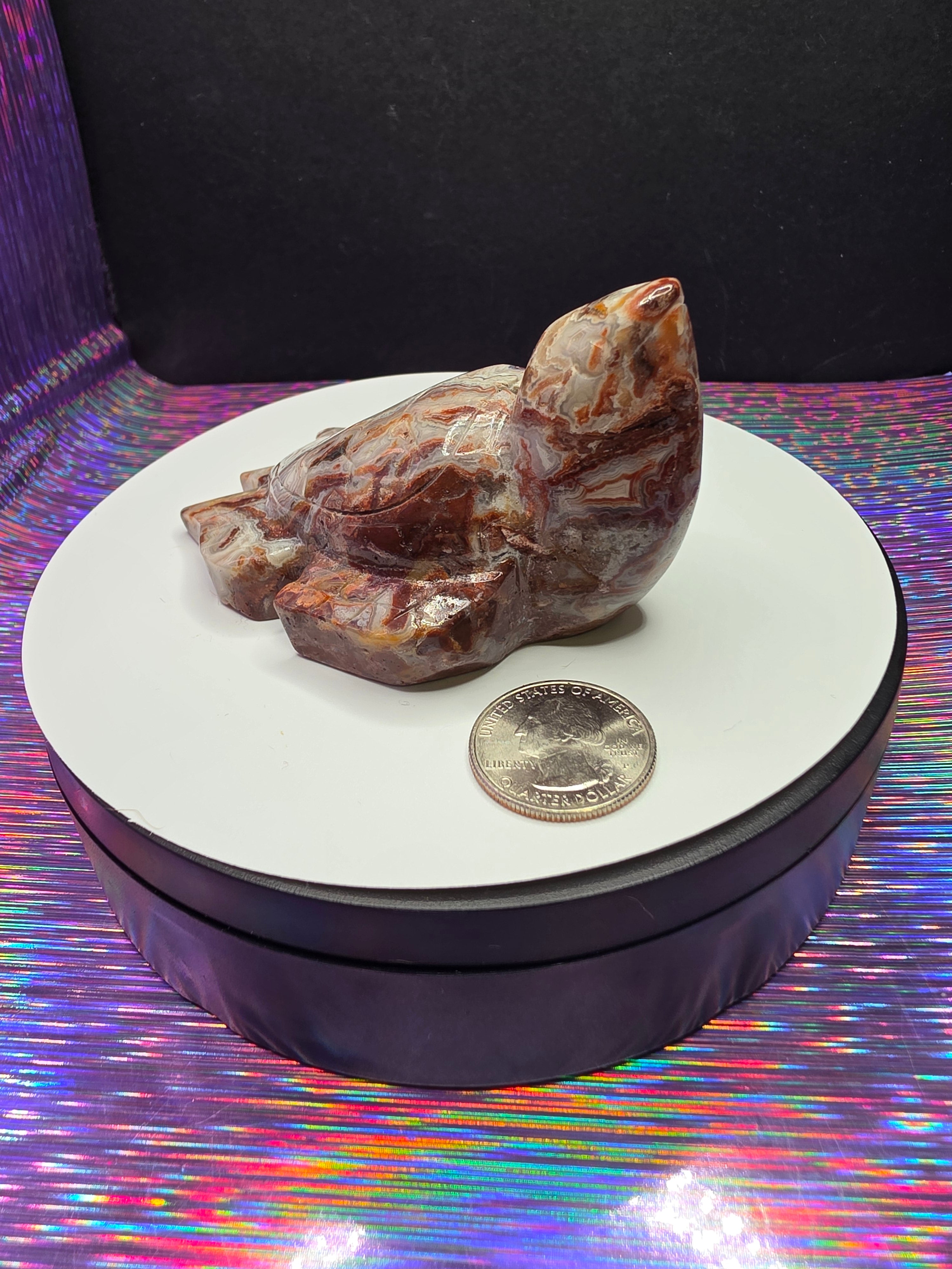 Crazy Lace Agate Turtle B
