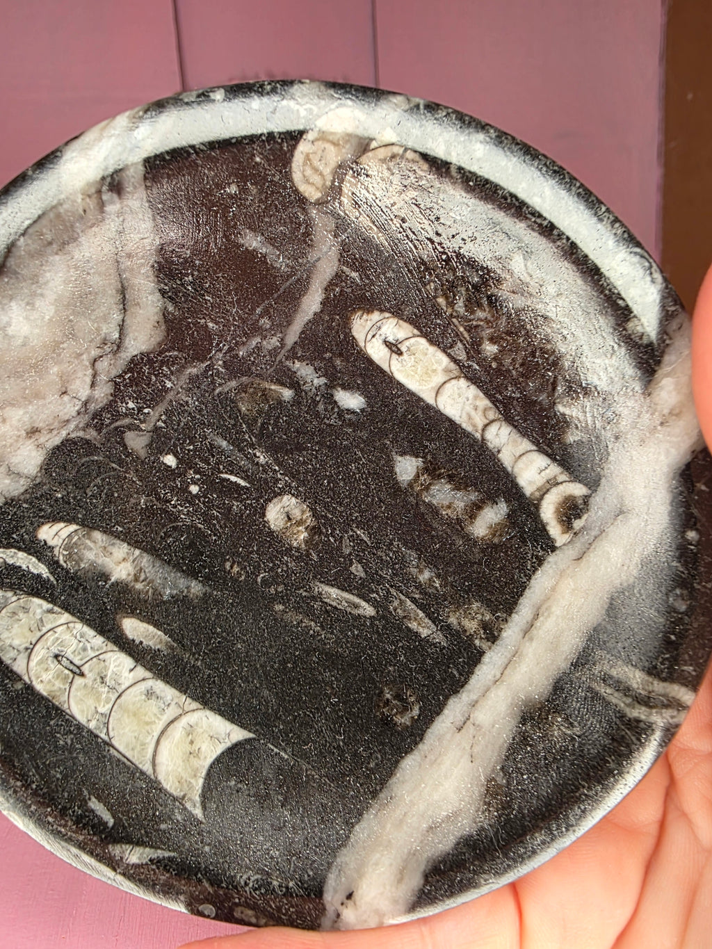 Orthoceras Fossil Bowl