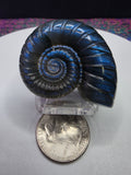 Labradorite Spiral Shell Carving