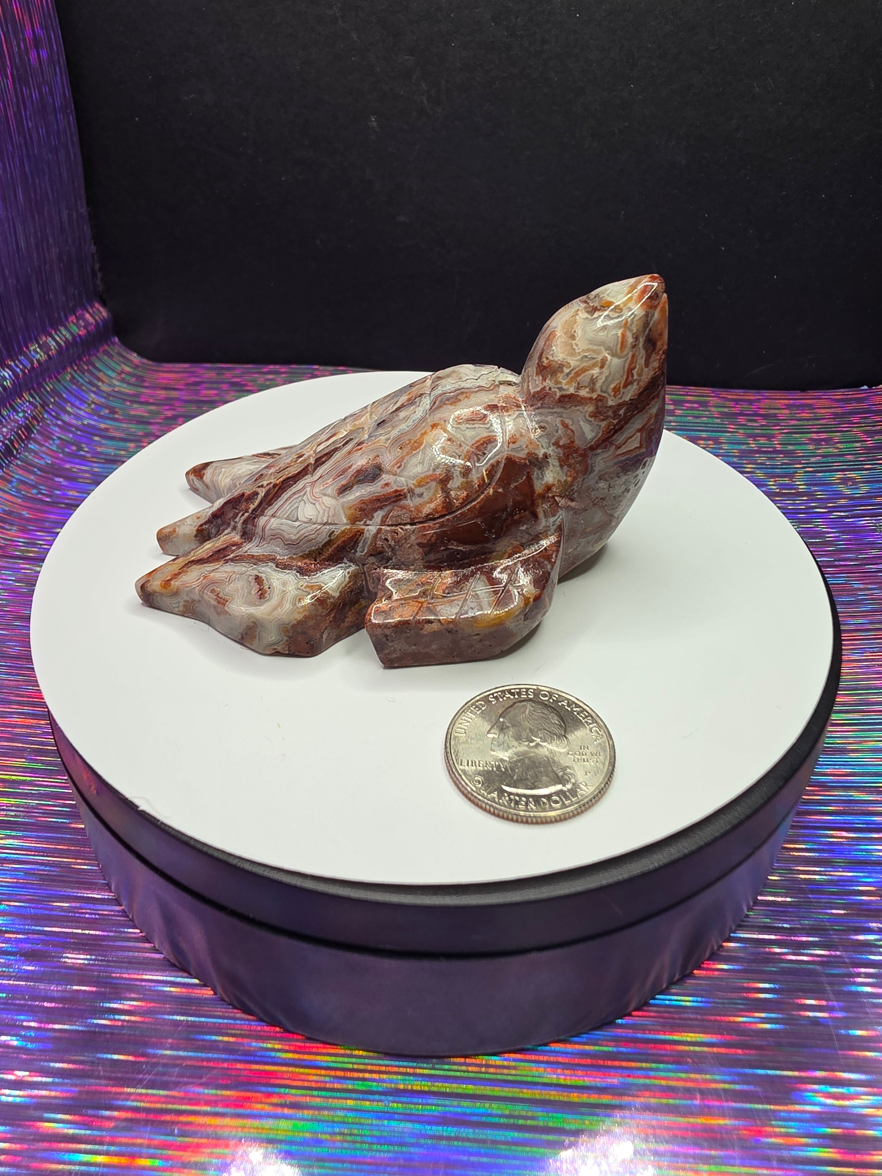 Crazy Lace Agate Turtle B
